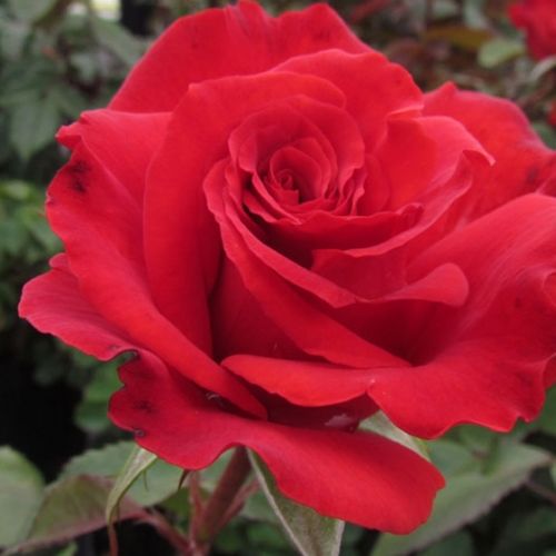 Rozen bestellen en bezorgen - Rosa Best Dad™ - zacht geurende roos - Stamroos - Theehybriden  - rood - Ronnie Rawlinsrechtopstaande kroonvorm - 0